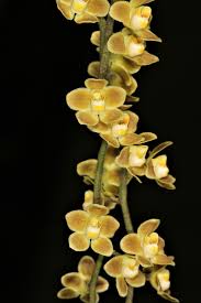 Image result for Ochthocharis