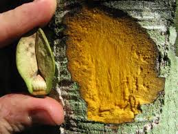 Image result for Annickia ambigua