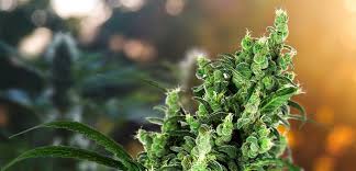Were considered one of the most reliable and trusted marijuana seed banks in michigan. Sensi Seeds 1 Cannabis Seed Bank Since 1985