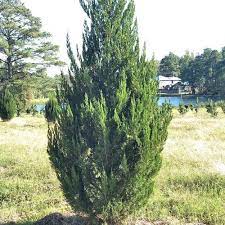 The juniper tree is one of the most popular evergreen varieties for hedgerows. Spartan Juniper Garden Center Point