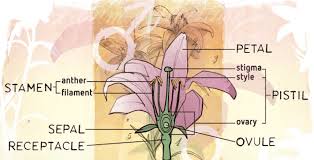 The flower is said to be the bisexual flower if the flower contains both male reproductive part (androecium) and female reproductive part (gynoecium). The Basic Structure Of Plants