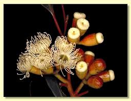 Image result for Eucalyptus sp.