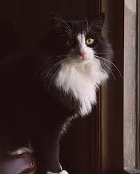 smokin cinsi kedi smokin kedi kedi smoki n