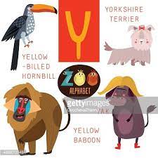 The following list includes bo. Cute Zoo Alphabet In Vector Y Letter Funny Cartoon Animals Clipart Image