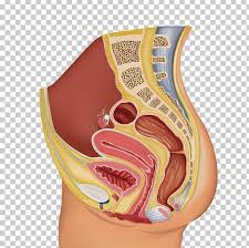 Radiographers suggest an abdominal ct scan to look for the following: Female Reproductive System Organ Human Reproductive System Human Body Png Clipart Abdomen Anatomy Happy Birthday Vector
