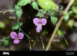 Image result for Canscora diffusa