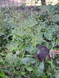 Image result for Panicum brevifolium
