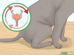 How often do dogs go into heat? How To Breed Pit Bulls With Pictures Wikihow