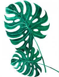 Apr 08, 2019 · hi. Free Printable Tropical Leaves Artwork To Spruce Up Your Home Today Ohlade