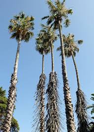 Image result for Washingtonia