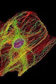 Microtubules have long been known to play a key role in plant cell morphogenesis, but just how they fulfill this function is unclear. Microtubule Wikipedia