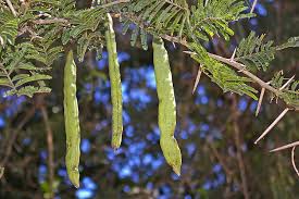 Image result for Acacia sieberiana