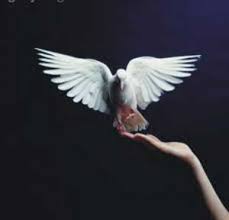 We did not find results for: 76 Gambar Burung Merpati Putih Terbang Paling Bagus Gambar Pixabay