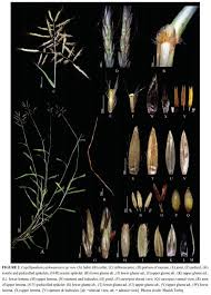 Image result for Capillipedium