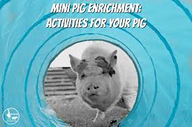 Mini Pig Enrichment Ideas Inspiration Mini Pig Info
