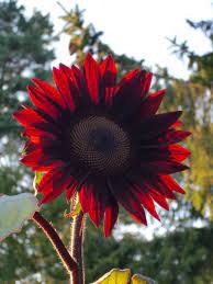 Sunflower Moulin Rouge Sunflowers And Daisies Amazing Flowers Plants