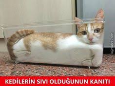 Kedi Replikleri 3 Icin 200 Fikir Kedi Komik Komik Kediler