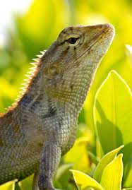 Nonetheless, you can follow some general guidelines for caring for your lizard. A Common Or Garden Lizard Ray Cannon S Nature Notes