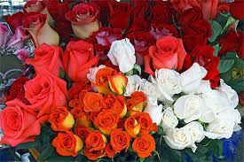 Deux bras qui s'abandonnent et cela tient dans un. Les Plus Belles Roses Du Monde Fleurs Cuenca Cordillere Des Andes Equateur Routard Com