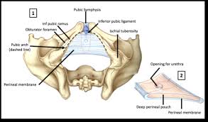 Contents of superficial perineal pouch in male: Dissection 1 Anatomy Of The Pelvis Flashcards Quizlet