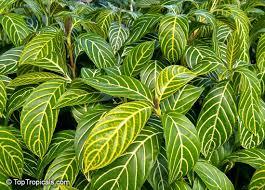 Image result for Sanchezia speciosa