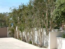 Image result for Melaleuca quinquenervia