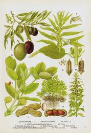 Olive Peanut Sesame Seed Flowering Legumes Food Chart Etsy Vintage Botanical Prints Vintage Botanical Botanical Prints