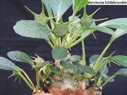 Image result for Dorstenia buchananii