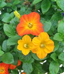 Image result for Streptosolen