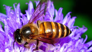Maybe you would like to learn more about one of these? Pollination Flowers Bees And Seeds Owlcation