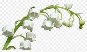 En plus de l'évolution de la législation et de certains tarifs, la crise sanitaire engendre quelques changements. Tubes 1er Mai Muguet Png Muguet Png Clipart 3528858 Pikpng