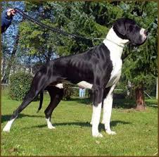 Resultado de imagem para DEUTSCHE DOGGE