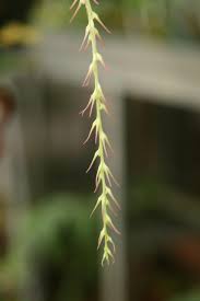 Image result for Bulbophyllum cochleatum