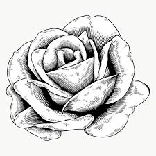 Download Premium Png Of Black And White Rose Sticker Design Element 2406917 In 2020 Black And White Drawing Design Element Sticker Design
