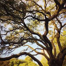 At memphis tree service, we do our part to beautify this city by providing comprehensive tree care to both residential and. Woodland Tree Service