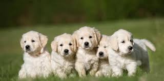 Find golden retriever puppies near you at lancaster puppies. Golden Retriever Breeder My Golden Guardians