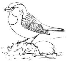Sparrow Bird Drawing For Kids With Colour House Sparrow Coloring Page Free Printable Coloring Pages Bird Coloring Pages Coloring Pages Free Printable Coloring Pages