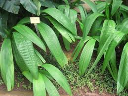 Image result for Curculigo