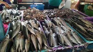 Penanganan Ikan segar untuk konsumsi – Dinas Perikanan Kabupaten Kutai Barat