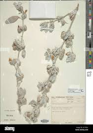 Image result for Petalidium englerianum