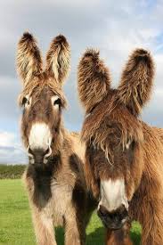 Fluffy Donkey Buddies Tier Fotos Tierbilder Esel