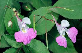 Image result for Impatiens kagamei