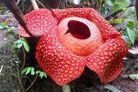 Gambar bunga anemon (wallpaper bunga hd). Raflesia Tuan Mudae Terbesar Di Dunia Mekar Di Agam Sumbar Gaya Hidup