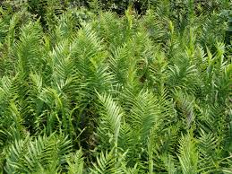 Image result for Cyclosorus striatus