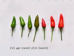 Bara lebih pedas dan pastinya. Half A Pound Of Treacle Cili Api Centil Local Bird S Eye Chilli