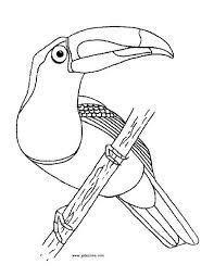 Toucan Bird Coloring Pages Coloring Pages Animal Coloring Pages