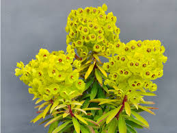 Image result for Euphorbia chevalieri