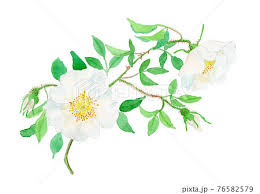 Image result for Rosa laevigata