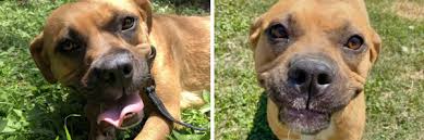 The significance of this obviously depends on the disease or condition the animal has. Austin Pets Alive Introducing Dog N Dash Instantaneous Lifesaving