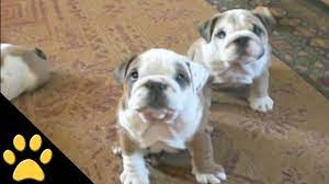 Search for bulldog puppies with us. Bulldogs Are Awesome Compilation Youtube